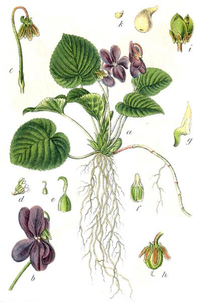 27.3.2012 Viola boscana ( odorata)  - 