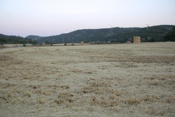 24 de Juny de 2012 Després de la sega  Torà -  Ramon Sunyer