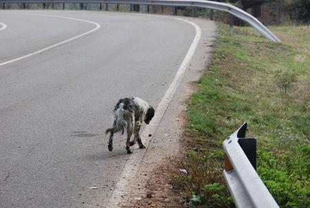 l'abandonament animal un fet massa usual