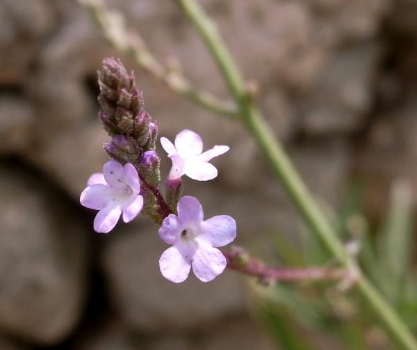 18.6.2013 Berbena (verbena officinalis)  - 