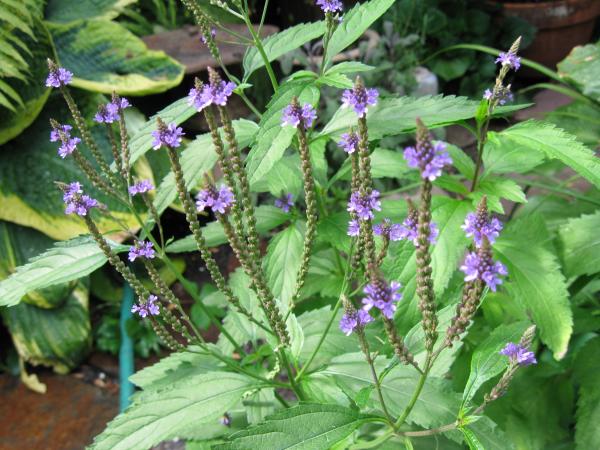 18.6.2013 Berbena (verbena officinalis)  - 