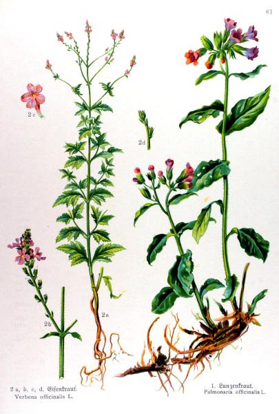 19 de Juny de 2013 Berbena (verbena officinalis)  - 