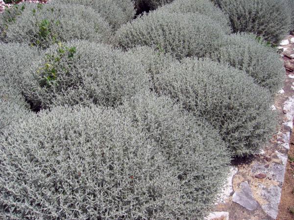 10 de Juliol de 2013 l'espernellac s'utilitza també com a planta ornamental  - 