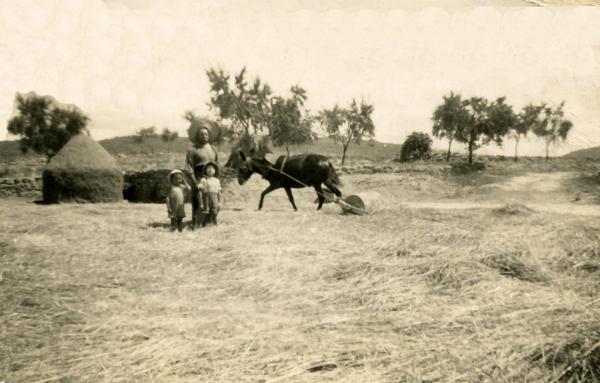 22 de Juliol de 1946 Ramon Sunyer Ribera, Isidre Sunyer Querol (fill) i Miquel Sunyer (nebot) batent a l'era de les Torrovelles  Torà -  Miquel Sunyer