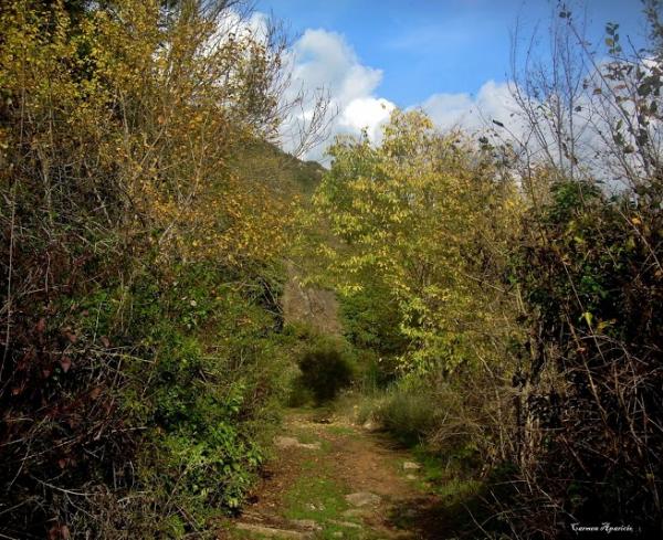 15 de Setembre de 2013 La Tardor  Torà -  Carmen Aparicio