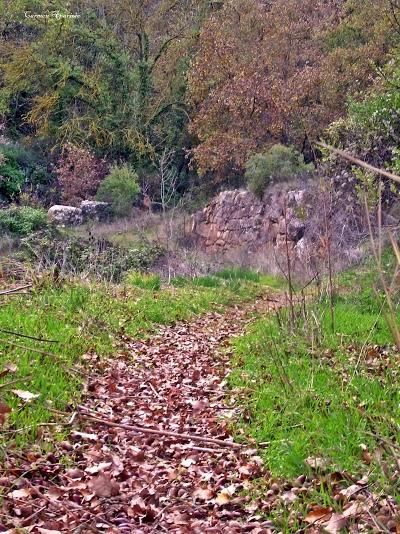 15 de Setembre de 2013 La Tardor  Torà -  Carmen Aparicio