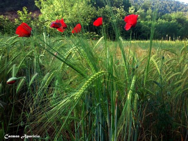 15 de Setembre de 2013 paisatge de Torà  Torà -  Carmen Aparicio