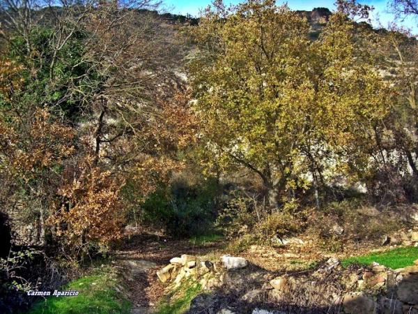 15 de Setembre de 2013 paisatge de Torà  Torà -  Carmen Aparicio