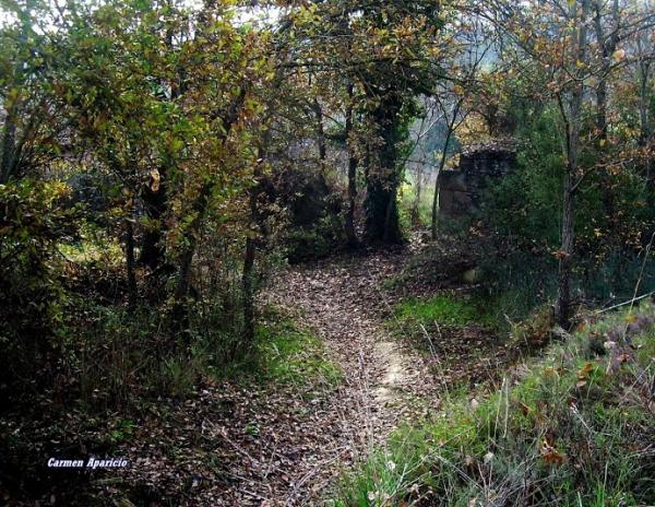 15 de Setembre de 2013 paisatge de Torà  Torà -  Carmen Aparicio