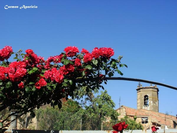 16 de Setembre de 2013 Flora i fauna  -  Carmen Aparicio