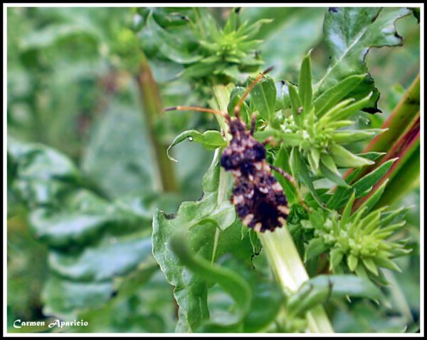 16 de Setembre de 2013 Flora i fauna  -  Carmen Aparicio