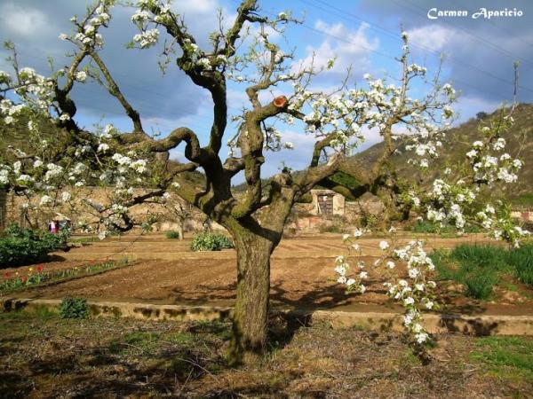 16 de Setembre de 2013 Perer centenari mes de 100 anys de l'hort del Joan  Torà -  Carmen Aparicio