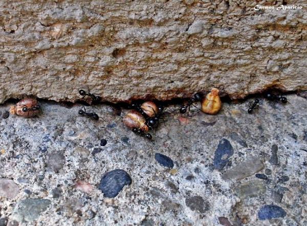 16.09.2013 Les formigues guarden per a l'hivern  Torà -  Carmen Aparicio