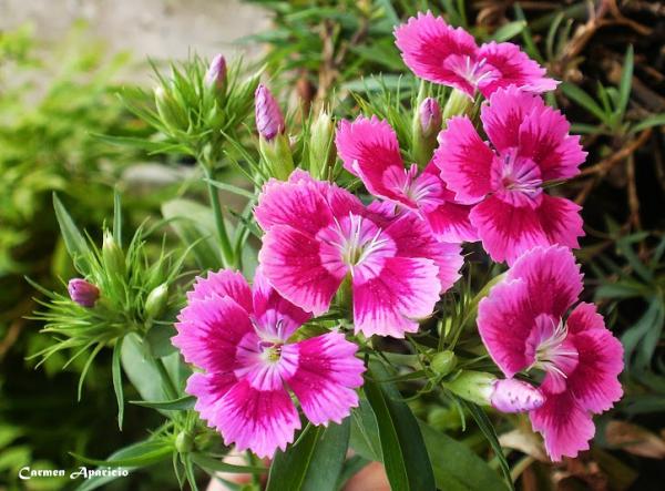 16 de Setembre de 2013 Clavellines flors de estiu  Torà -  Carmen Aparicio