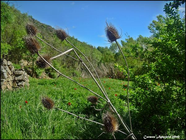 17 de Setembre de 2013 Paisatges de Torá  Torá -  Carmen Aparicio