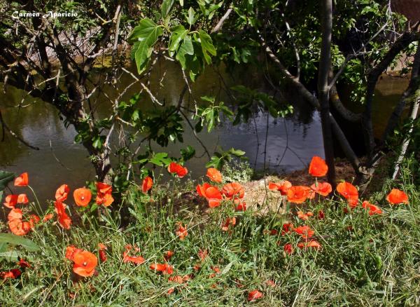 17 de Setembre de 2013 Roselles a la vora del riu de Torá  Torá -  Carmen Aparicio