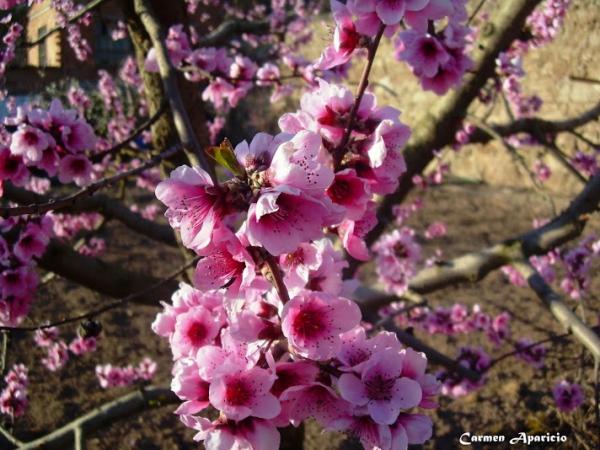 18 de Maig de 2013 La primavera  Torà -  Carmen Aparicio