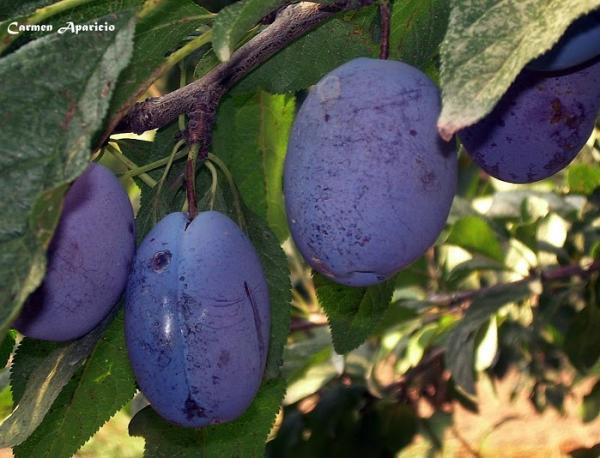 18 de Maig de 2013 Prunes  Torà -  Carmen Aparicio