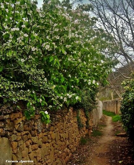 18 de Maig de 2013 Camí dels horts, arbres florits  -  Carmen Aparicio