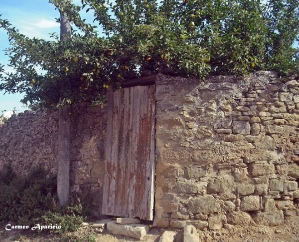 18 de Maig de 2013 Arbre ple de fruita  Torà -  Carmen Aparicio