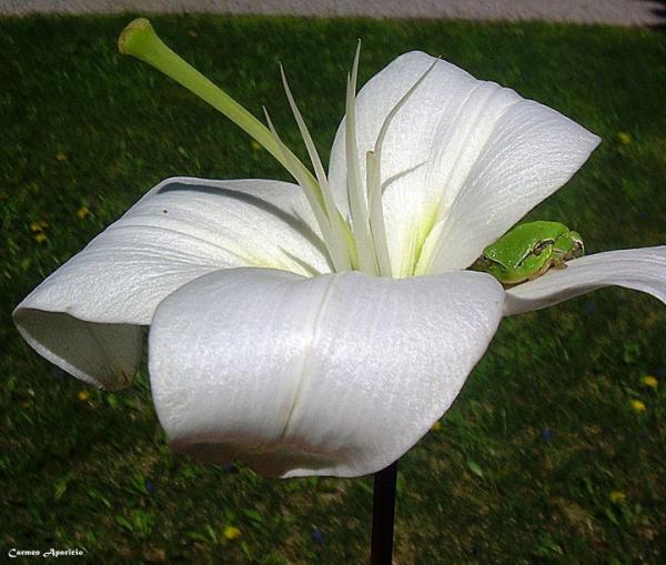 18 de Setembre de 2013 flor i granota  Torà -  Carmen Aparicio