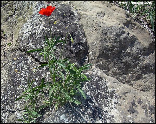 28 de Setembre de 2013 Roselles entre les pedres  Torà -  Carmen Aparicio