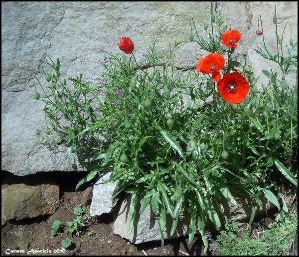 28 de Setembre de 2013 Roselles entre les pedres  Torà -  Carmen Aparicio