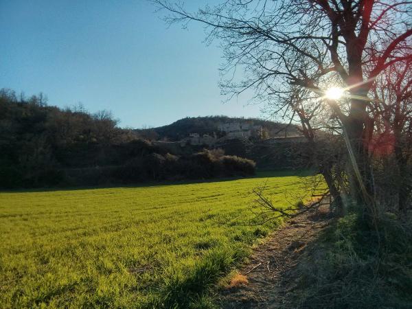 7 de Abril de 2014 Els sembrats a la primavera  Torà -  Ramon Sunyer