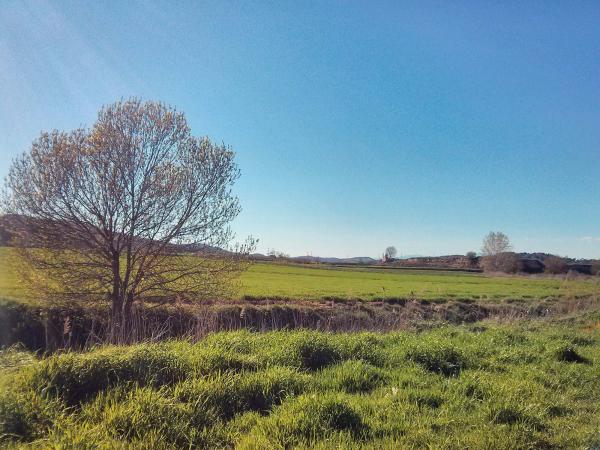 7 de Abril de 2014 Els sembrats a la primavera  Torà -  Ramon Sunyer