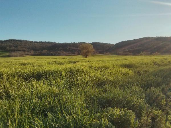 7 de Abril de 2014 Els sembrats a la primavera  Torà -  Ramon Sunyer