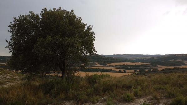 7 de Juliol de 2014 l'alzinera contempla la vall del Llobregós  Biosca -  Ramon Sunyer