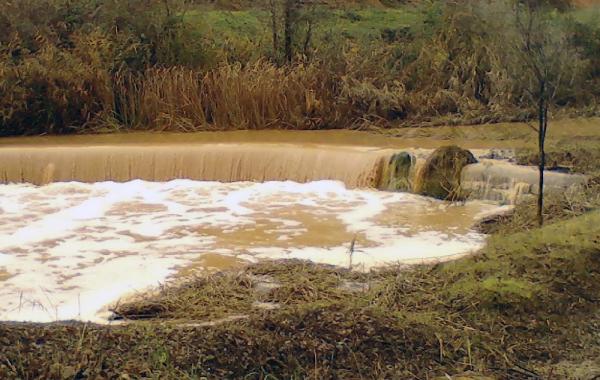 30 de Novembre de 2014 La peixera del Duc a l'ample  Fontanet -  Àngela Sunyer