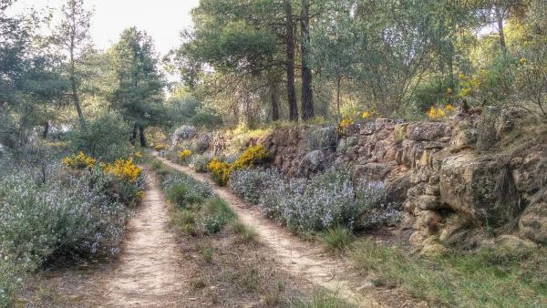 6 de Abril de 2015 Camí boscà  L'Aguda -  Ramon Sunyer