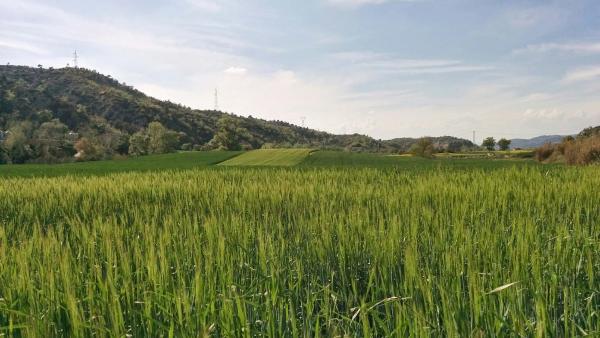 Vall del Llobregós: la primavera