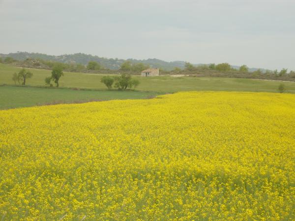 28 de Abril de 2015   -  Sònia Castelló