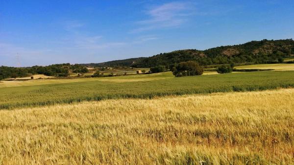 11 de Maig de 2015 camps de cereals a les Torrovelles  Torà -  Ramon Sunyer