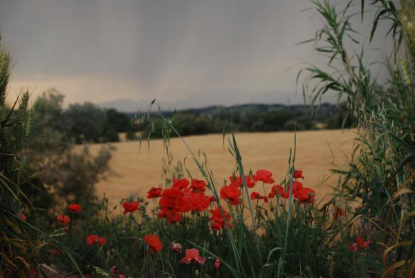 31.5.2015 la tempesta s'atansa  Torà -  Ramon Sunyer