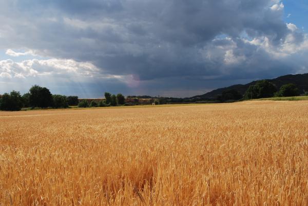 31 de Maig de 2015 els ordis rostits  Torà -  Ramon Sunyer