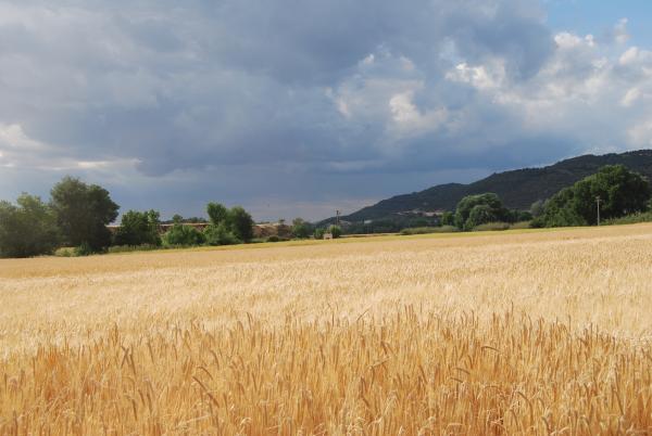 31 de Maig de 2015 els ordis rostits  Torà -  Ramon Sunyer