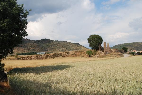 31 de Maig de 2015 els blats  Torà -  Ramon Sunyer