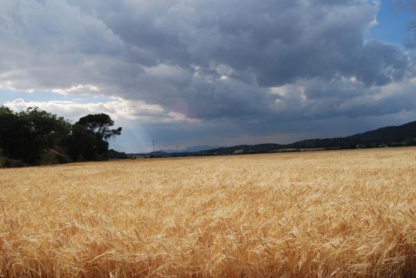 31.5.2015 els ordis rostits  Torà -  Ramon Sunyer