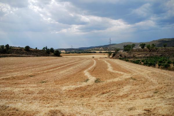 7.6.2015 Mai s'havia segat tan aviat aquest tros  Torà -  Ramon Sunyer