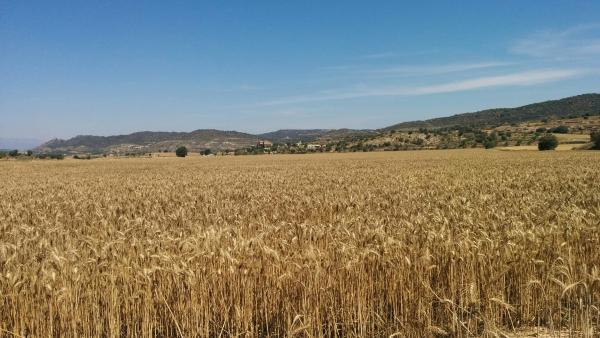 21 de Juny de 2015 camps de cereals  Sanaüja -  Ramon Sunyer