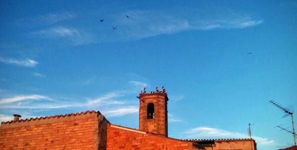 16.8.2015 Les cigonyes migren cap al sud  Torà -  Ramon Sunyer