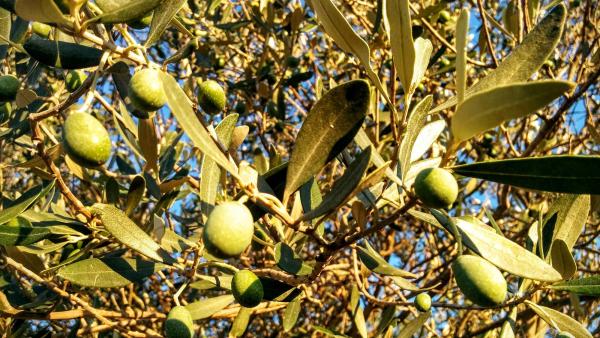 21 de Agost de 2015 Olives  L'Aguda -  Ramon Sunyer