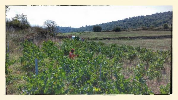 30 de Setembre de 2014 Veremant a les Torrovelles  Torà -  Ramon Sunyer