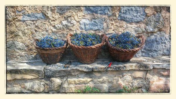 30 de Setembre de 2014 Veremant a les Torrovelles  Torà -  Ramon Sunyer