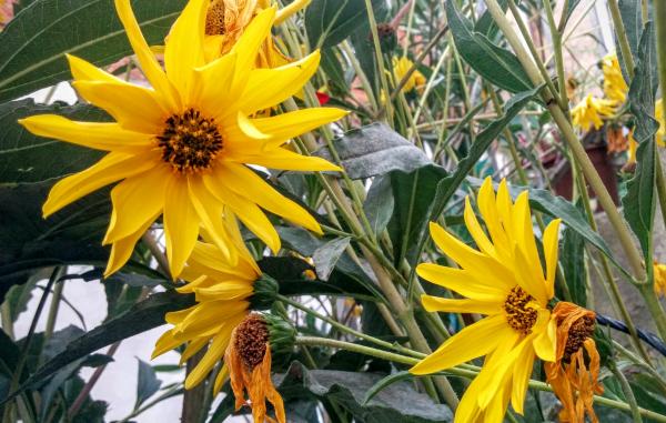 7 de Octubre de 2015 Flors de nyàmeres  Torà -  Ramon Sunyer