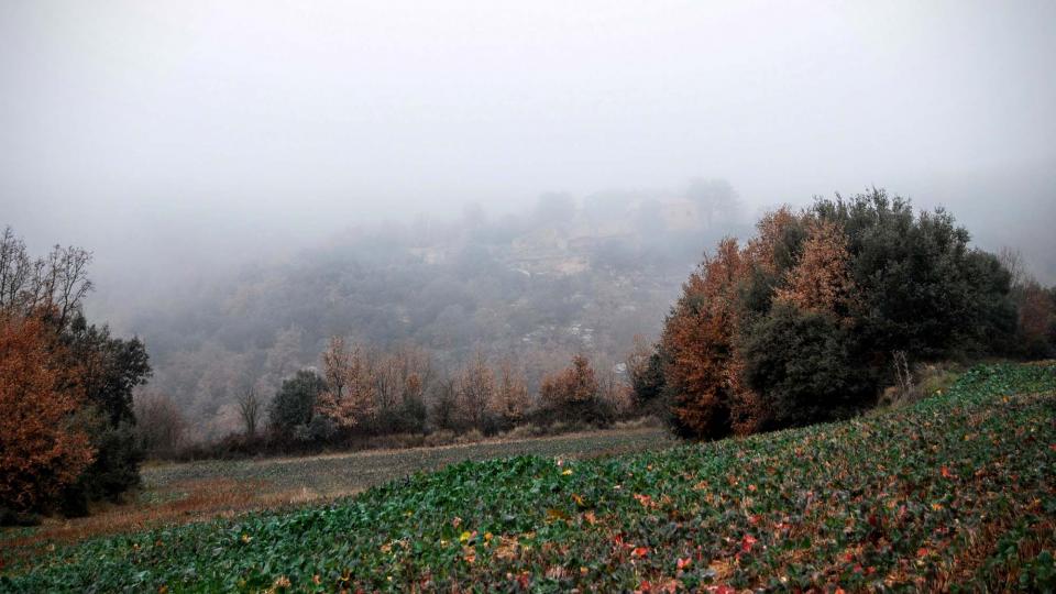 20 de Desembre de 2015 sembrats de colza  Vallferosa -  Ramon Sunyer