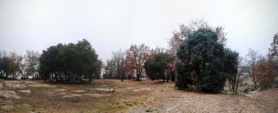 20 de Desembre de 2015 Bosc a Mas Vilella  Vallferosa -  Ramon Sunyer